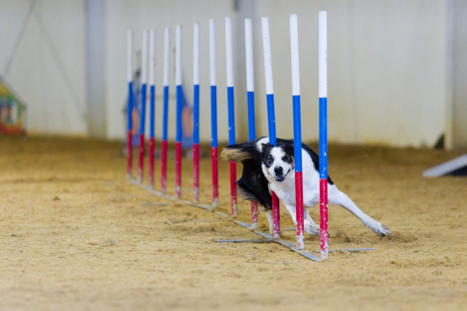 Agility — fotografia 3