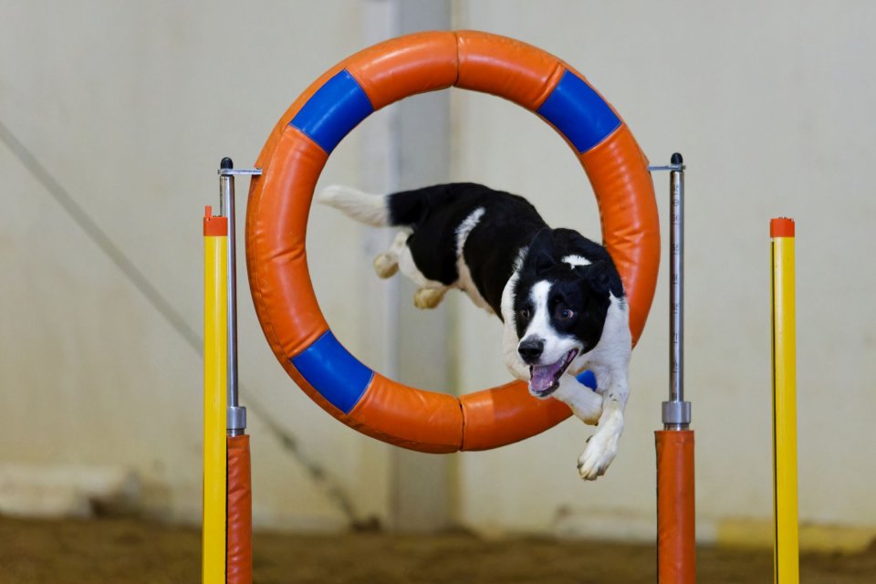 Agility — fotografia 4