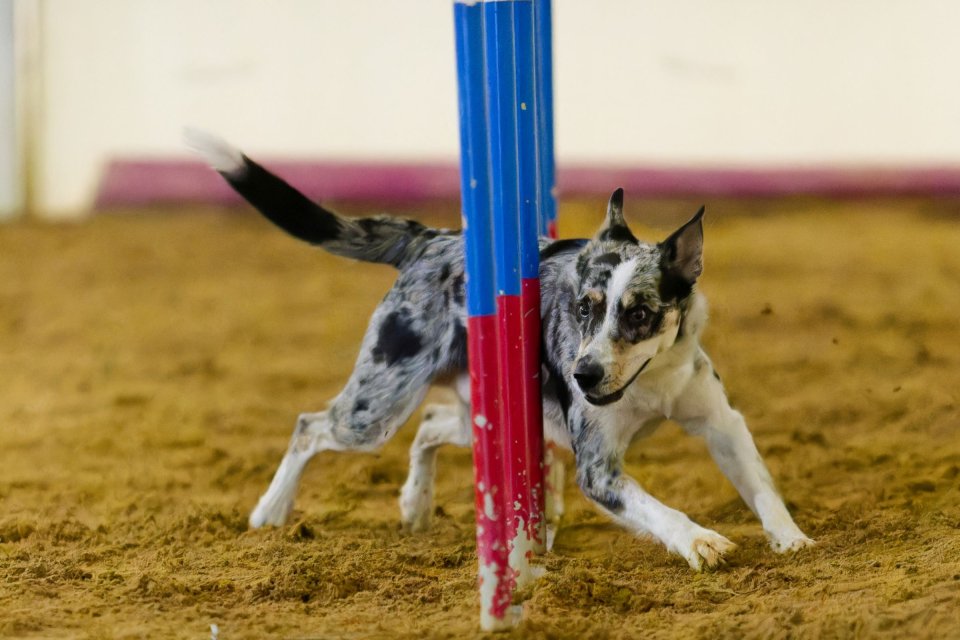 Agility — fotografia 5