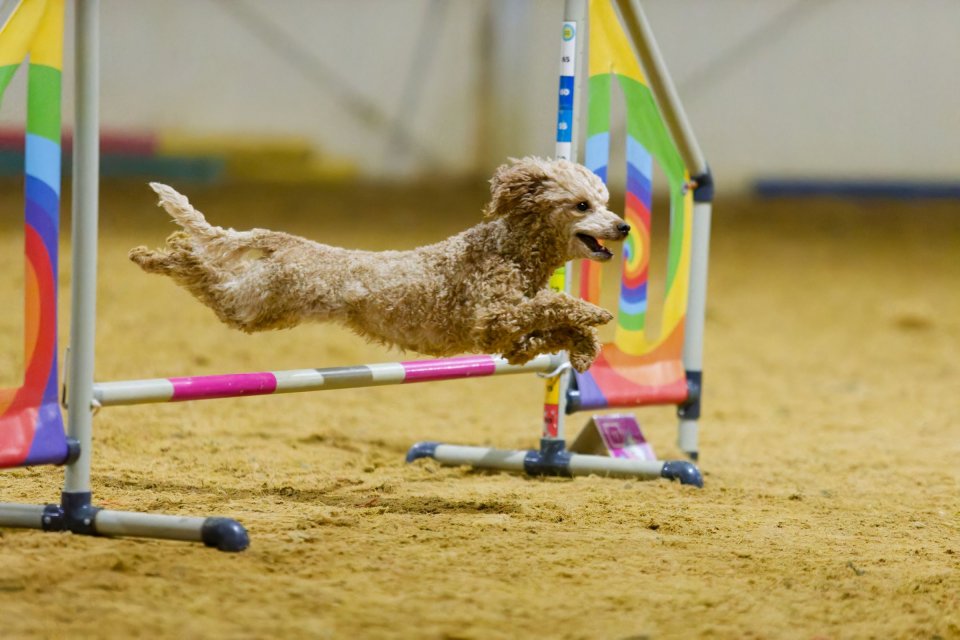 Agility — fotografia 6