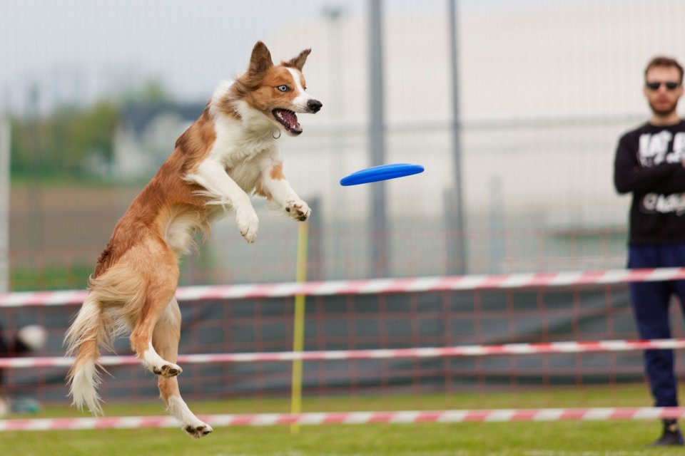 Agility — fotografia 7