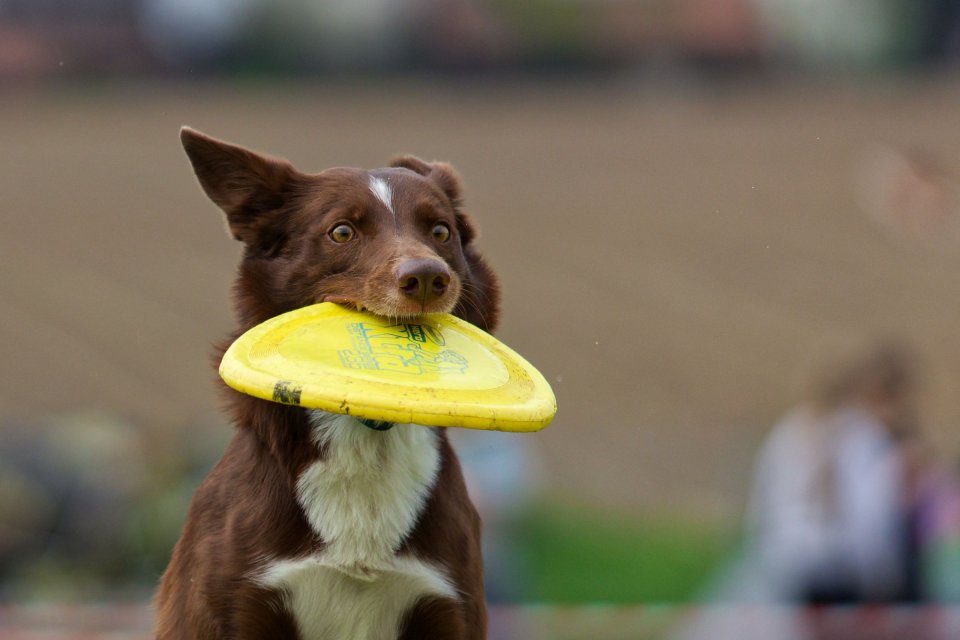 Agility — fotografia 8