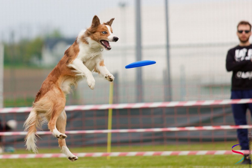 Agility — fotografia 9