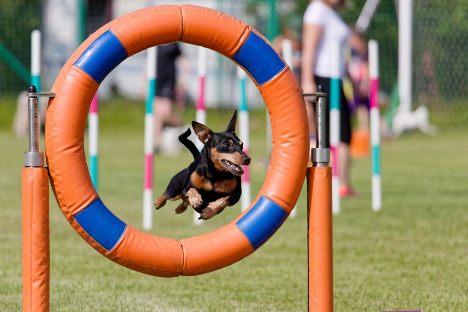 Agility — fotografia 10