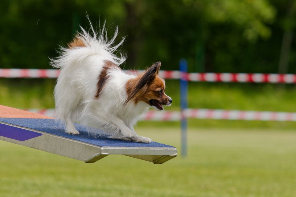 Agility — fotografia 11