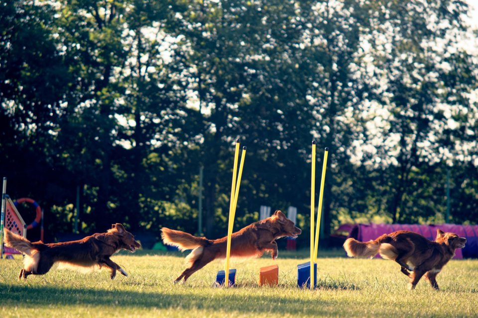 Agility — fotografia 12