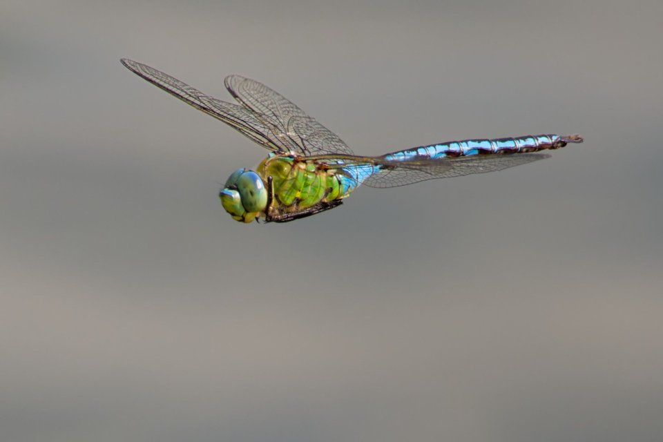 Makro — fotografia 7