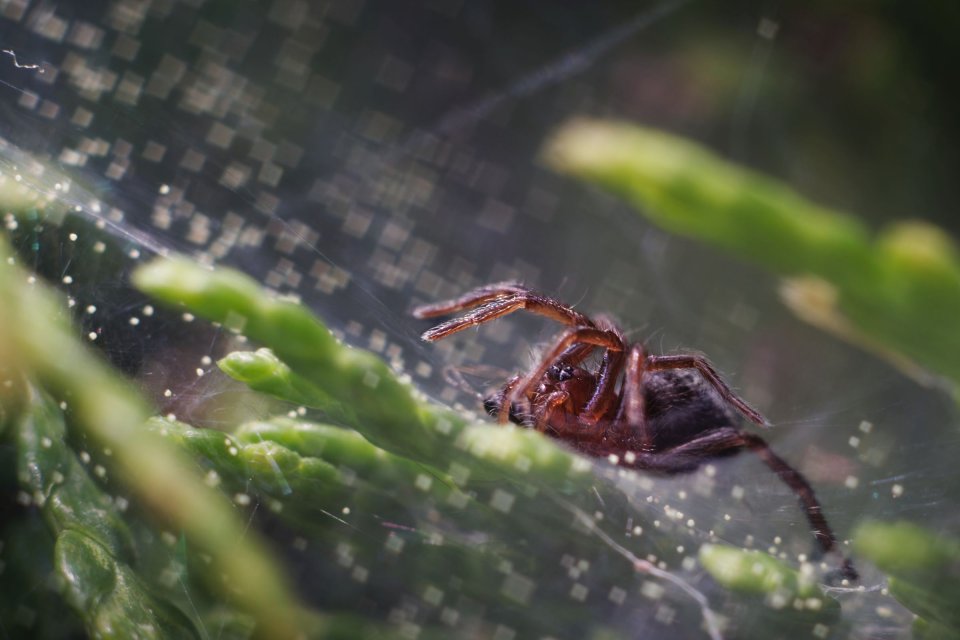 Makro — fotografia 10