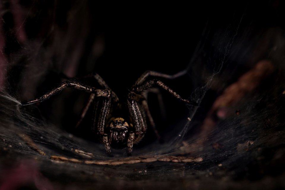 Makro — fotografia 11
