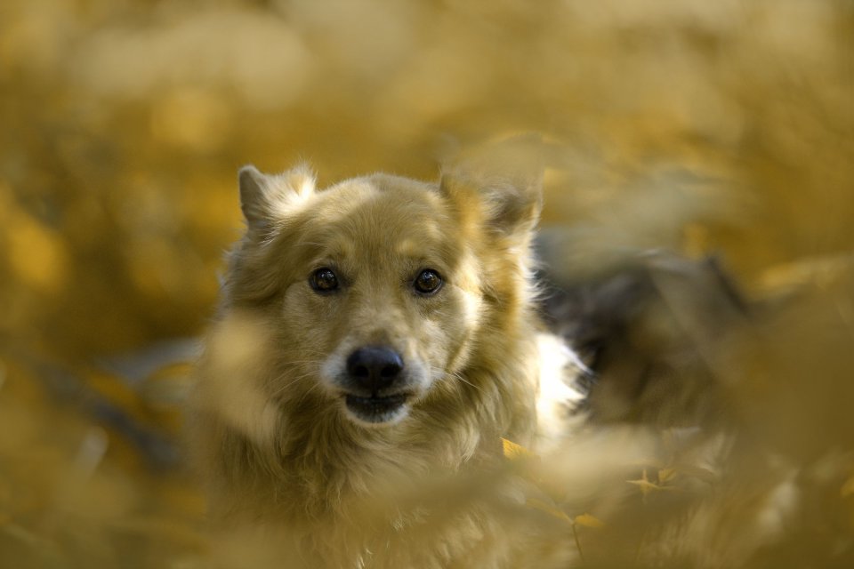 Pupile — fotografia 3