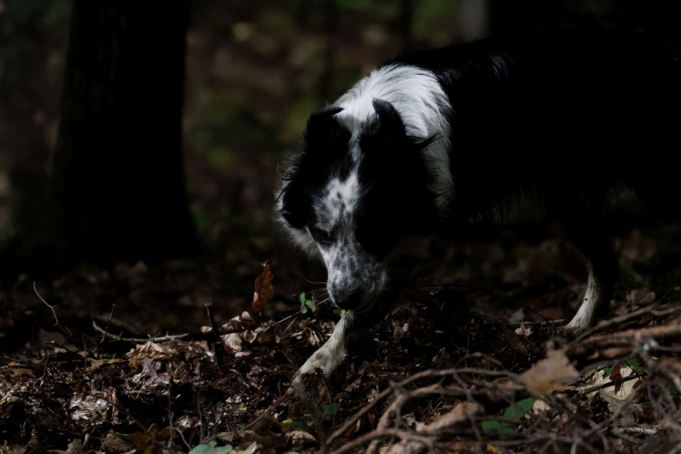 Pupile — fotografia 8